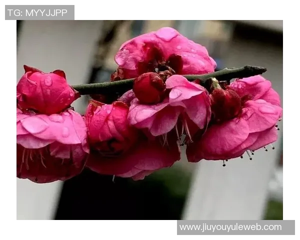 克莱深情命名小船冬梅展现爱的执着与温暖